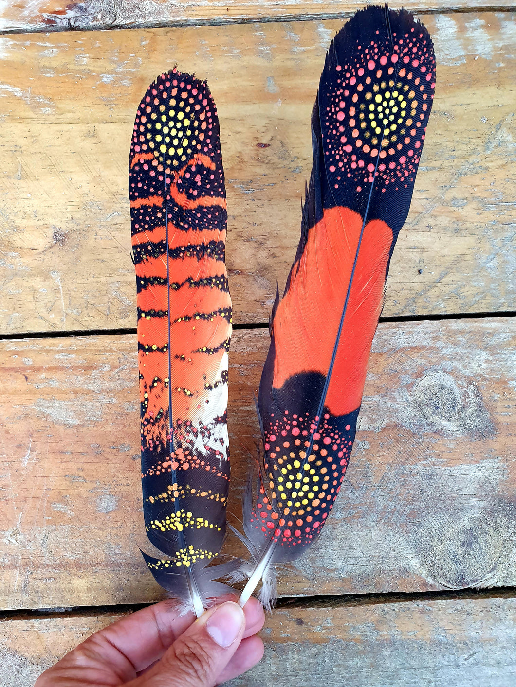 Red tail black cockatoo feathers and oiled Jarrah stand